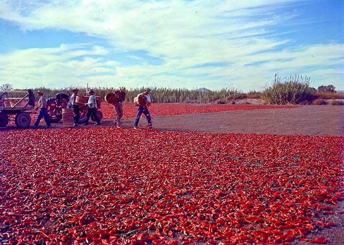 Red chile harvest from a farm field
